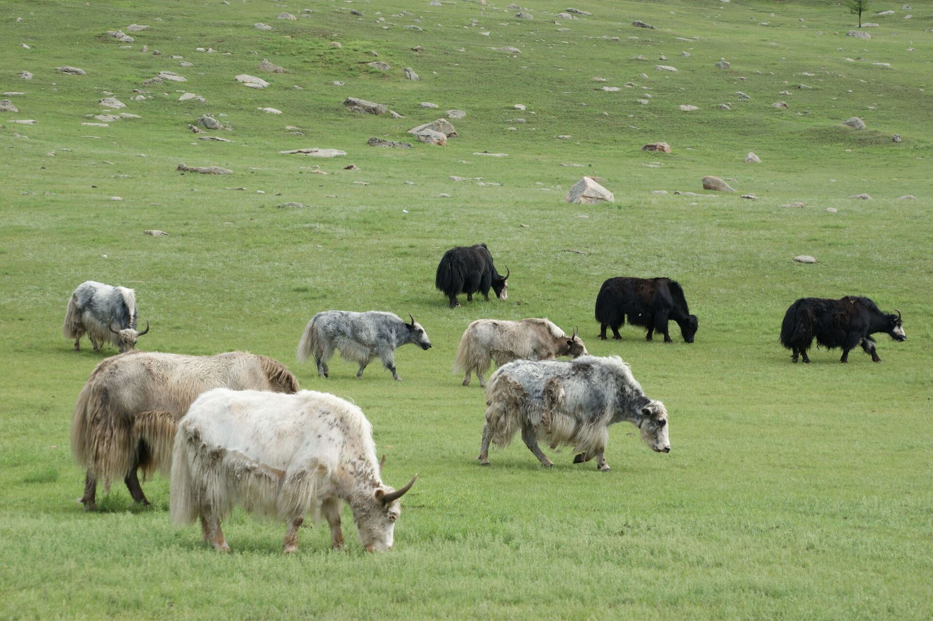 Yak hair top